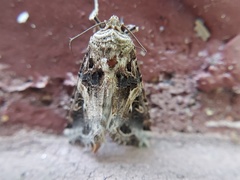 Spodoptera