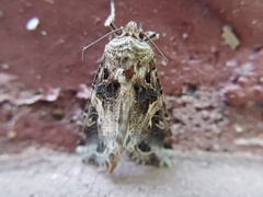 Spodoptera