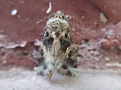 Spodoptera