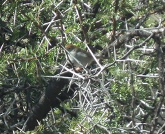 Cisticola fulvicapilla fulvicapilla