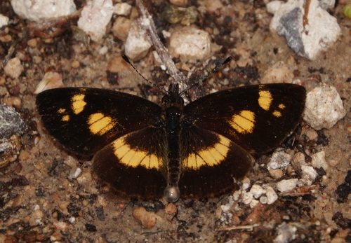 Tegosa nigrella