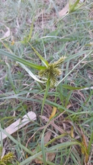 Cyperus aggregatus