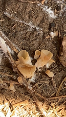 Guepinia helvelloides