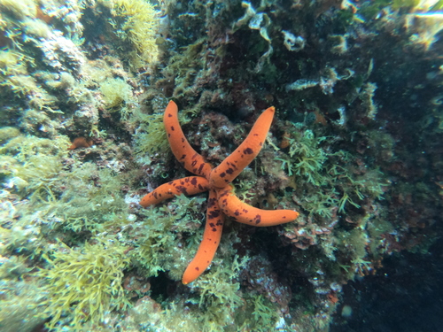 Purpurna zvjezdača (Ophidiaster ophidianus)