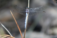Orthetrum julia