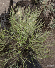Tetradymia glabrata