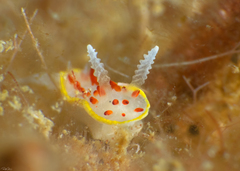 Diaphorodoris papillata