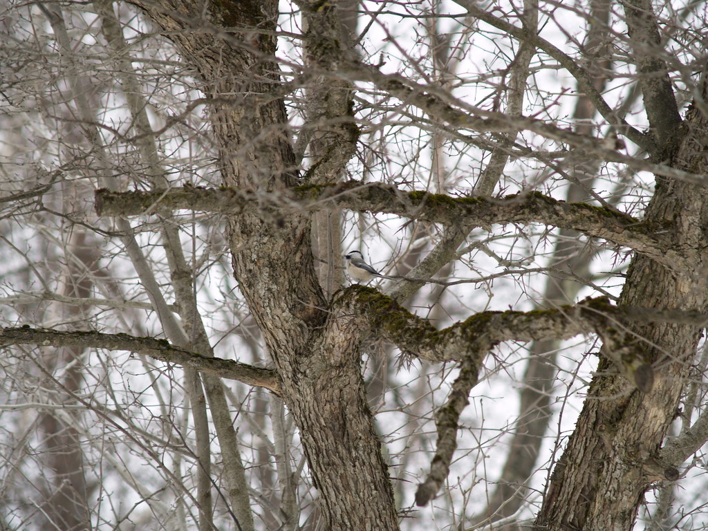 Blackcapped Chickadee from golf course road, Richford VT 05476 on