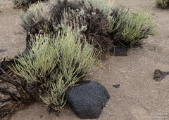 Tetradymia glabrata