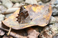 Lasiophila