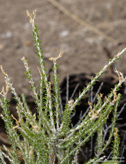 Tetradymia glabrata