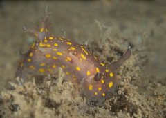 Plocamopherus ocellatus