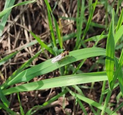 Episyrphus balteatus