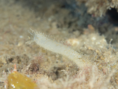 Sycon ciliatum