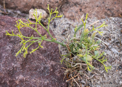 Chorizanthe brevicornu