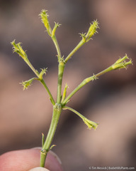 Chorizanthe brevicornu