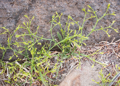 Chorizanthe brevicornu