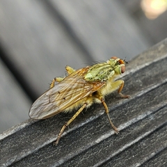 Scathophaga stercoraria