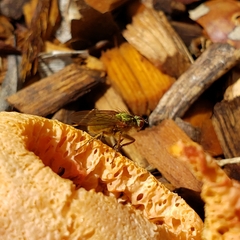 Scathophaga stercoraria