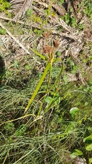 Cyperus prolixus