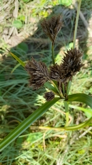 Cyperus prolixus