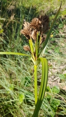 Cyperus prolixus