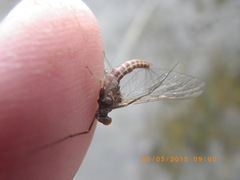 Ephemerella subvaria