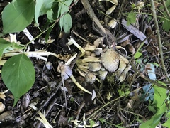 Coprinopsis variegata image