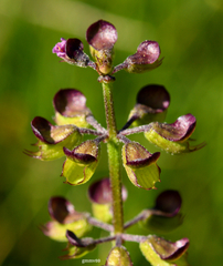 Ocimum carnosum