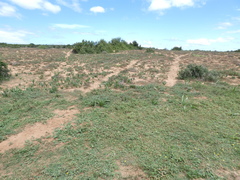 Arctotis arctotoides