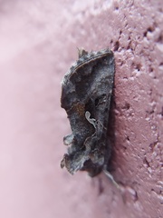 Autographa precationis