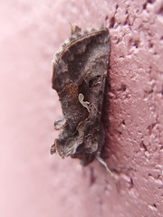 Autographa precationis