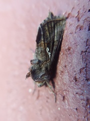 Autographa precationis