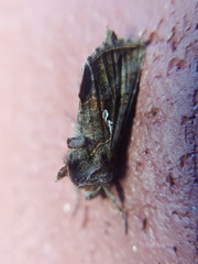 Autographa precationis