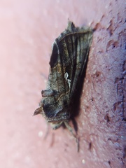 Autographa precationis