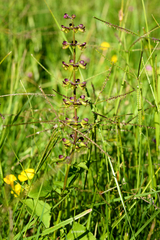 Ocimum carnosum