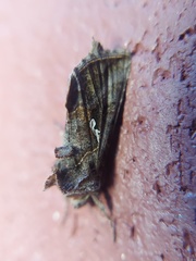 Autographa precationis