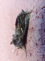 Autographa precationis