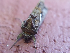 Autographa precationis