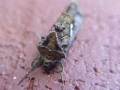 Autographa precationis