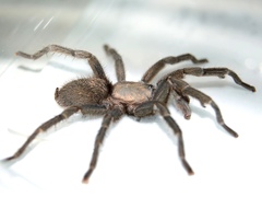 Chaetopelma olivaceum