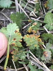 Puccinia modiolae