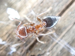Crematogaster pinicola