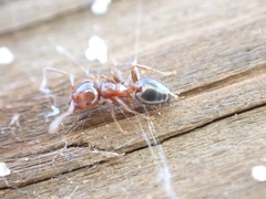 Crematogaster pinicola