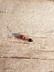 Crematogaster pinicola
