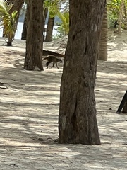 Procyon pygmaeus