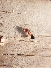 Crematogaster pinicola