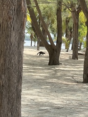 Procyon pygmaeus