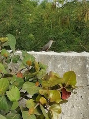 Coccyzus longirostris