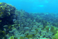 Haemulon carbonarium